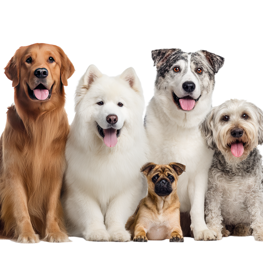 How to stop your dog from destroying your home? These four tips will save you both time and money!
