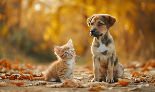About cats' daily life