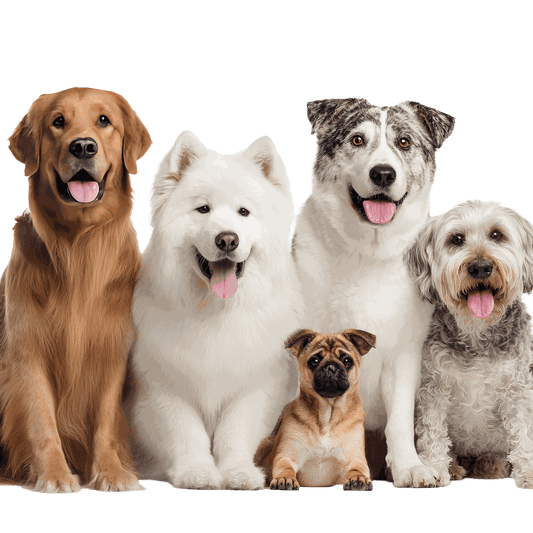 How to stop your dog from destroying your home? These four tips will save you both time and money!