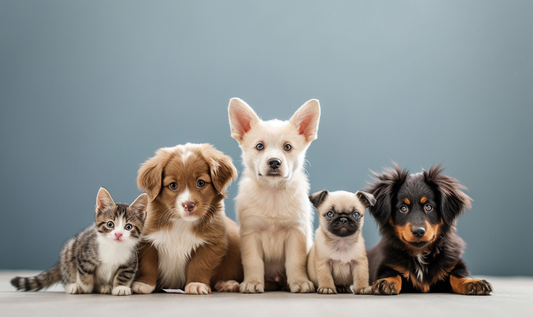 Doing these 4 things well can make dogs say goodbye to skin diseases!