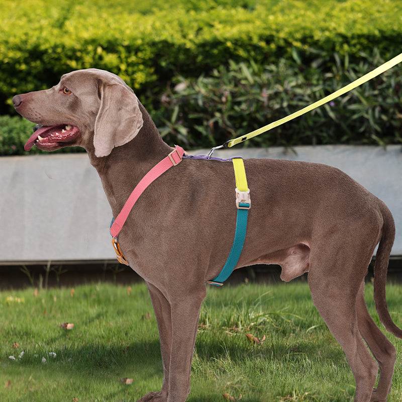 Best Adjustable Neck Dog Seat Harnesses of 2025