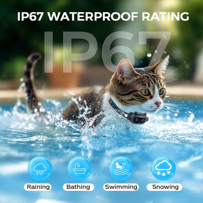 Cat Training Aids