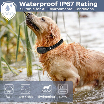 Waterproof dog training collar on golden retriever with remote control and 1600ft range for outdoor use