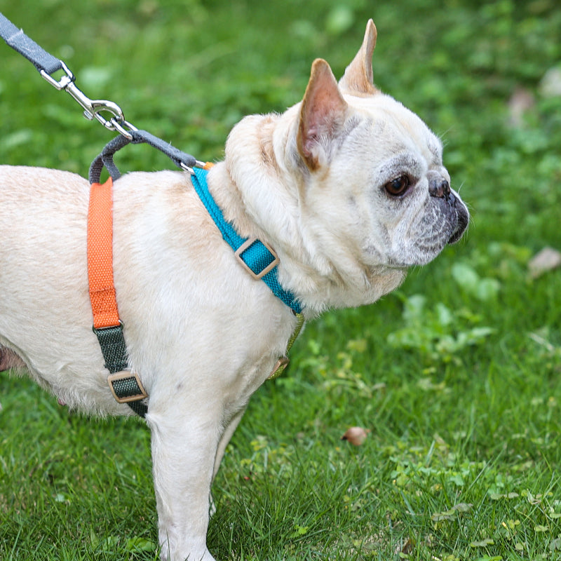 Pet H-shaped multi-color chest harness