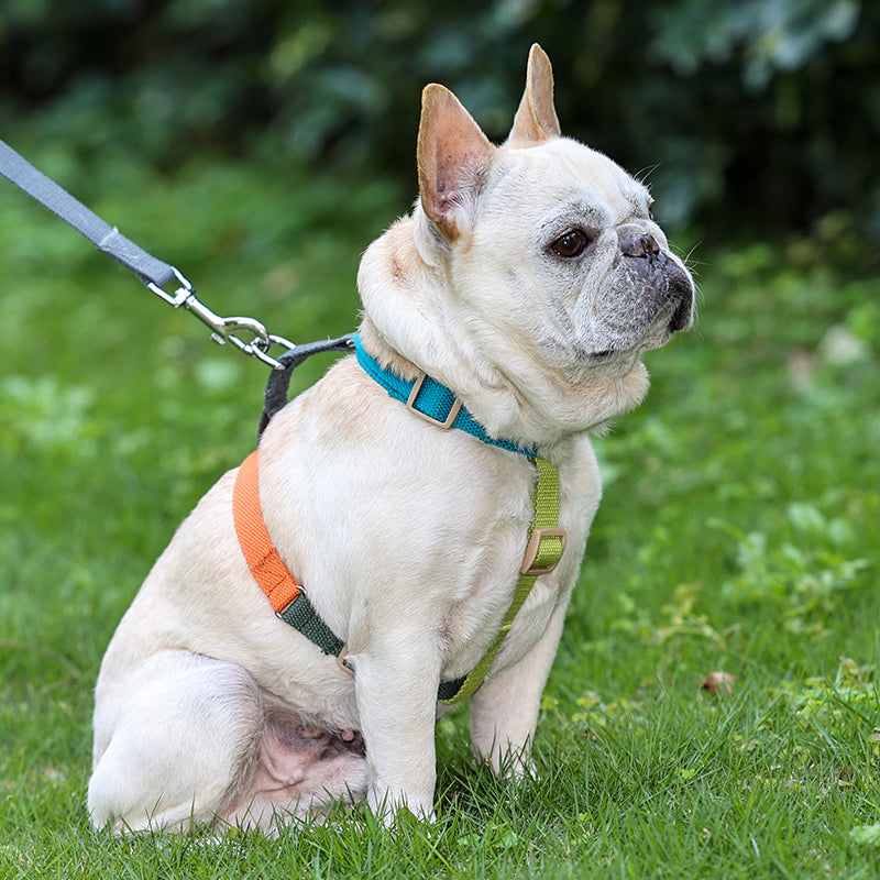 Pet H-shaped multi-color chest harness