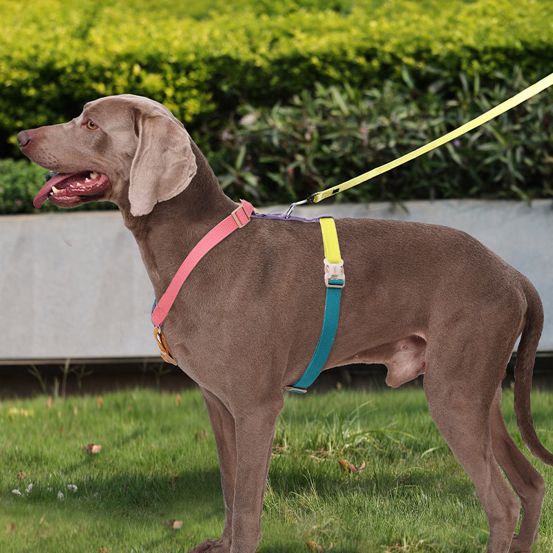 Pet H-shaped multi-color chest harness