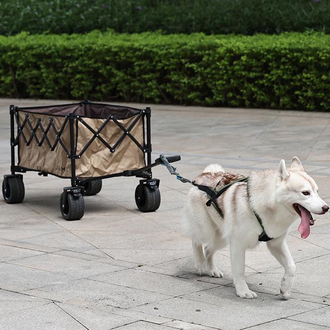 Dog traction harness