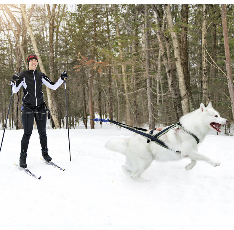 Dog traction harness