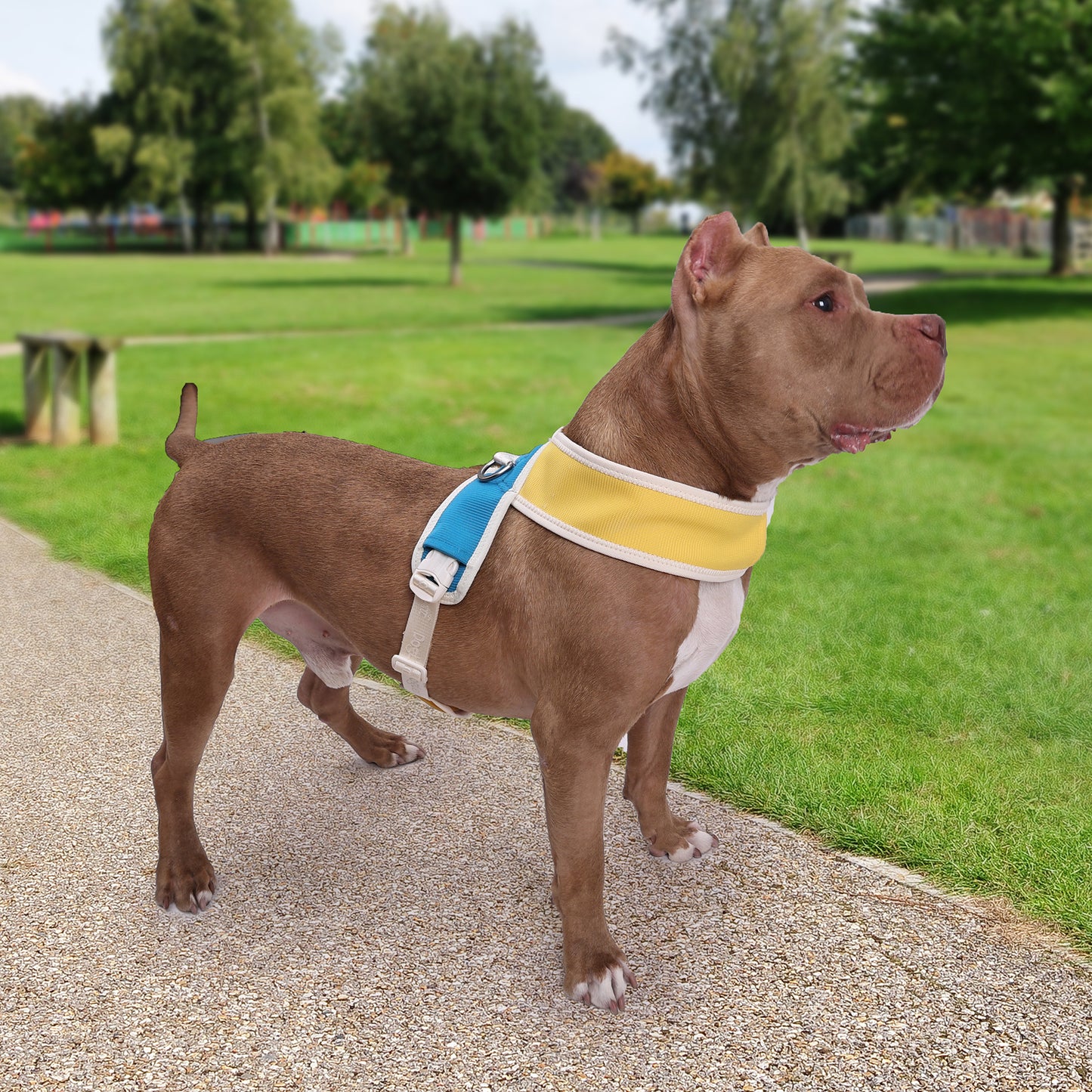 X-Shaped Dog Harness