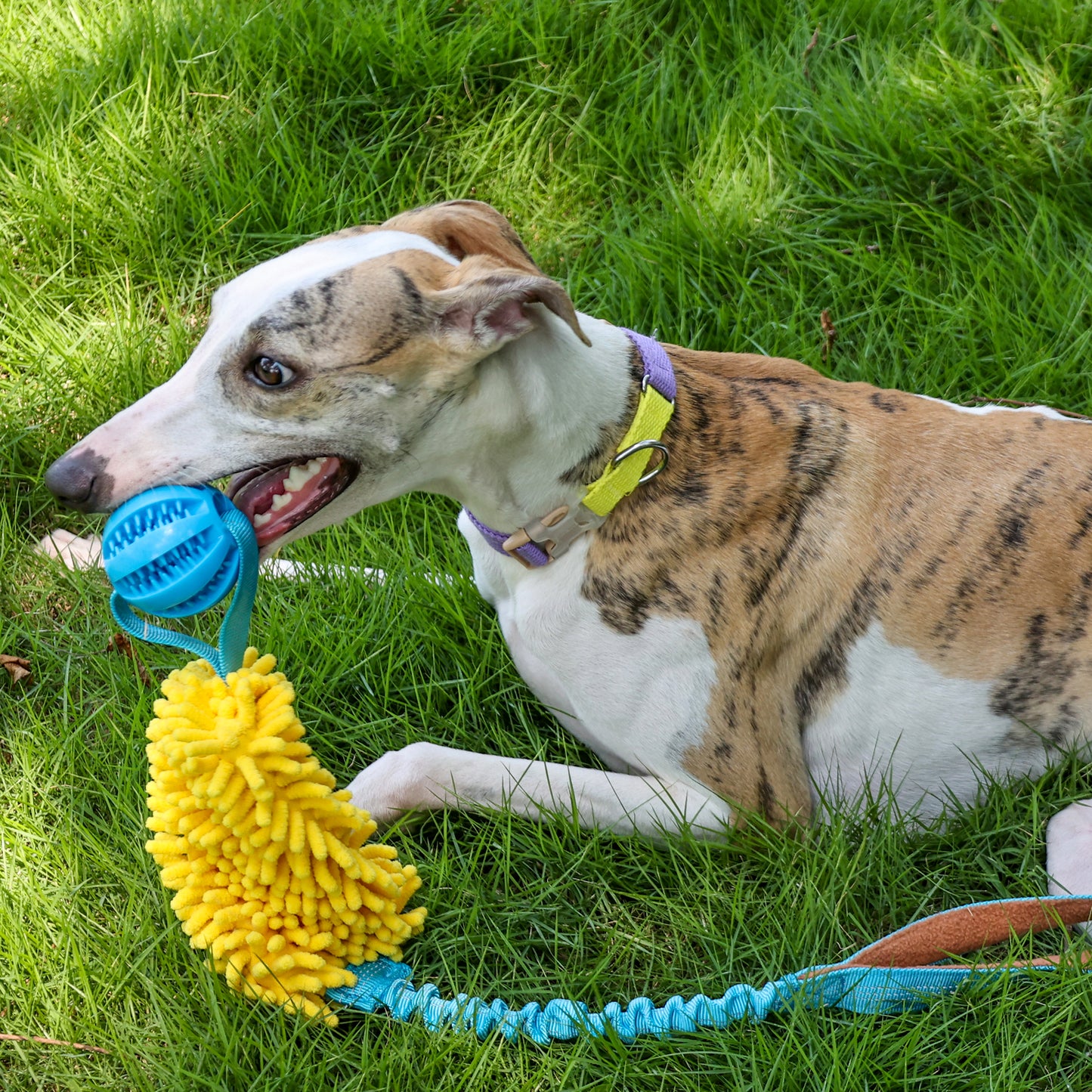 Dog interactive tug-of-war toy