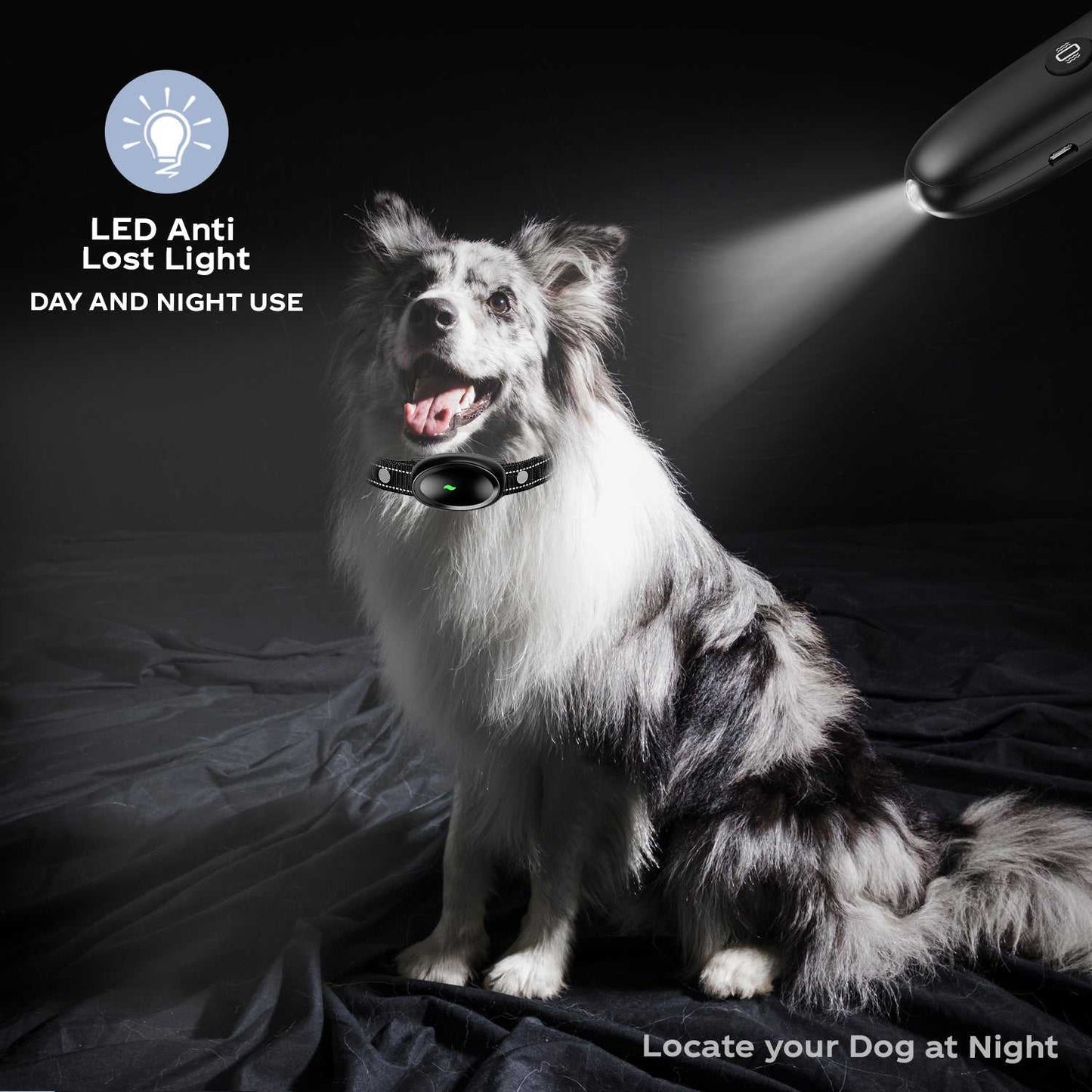 Dog wearing waterproof LED dog training collar with remote control and 1600ft range at night